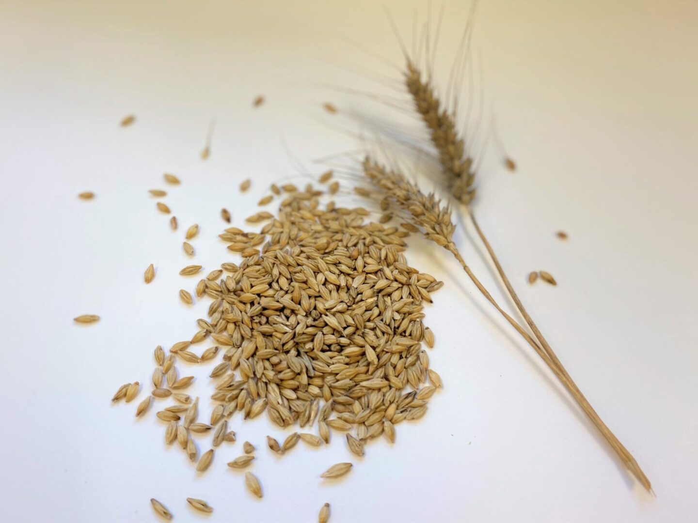 Leia skab akse Raw Barley | CNC Malting Company