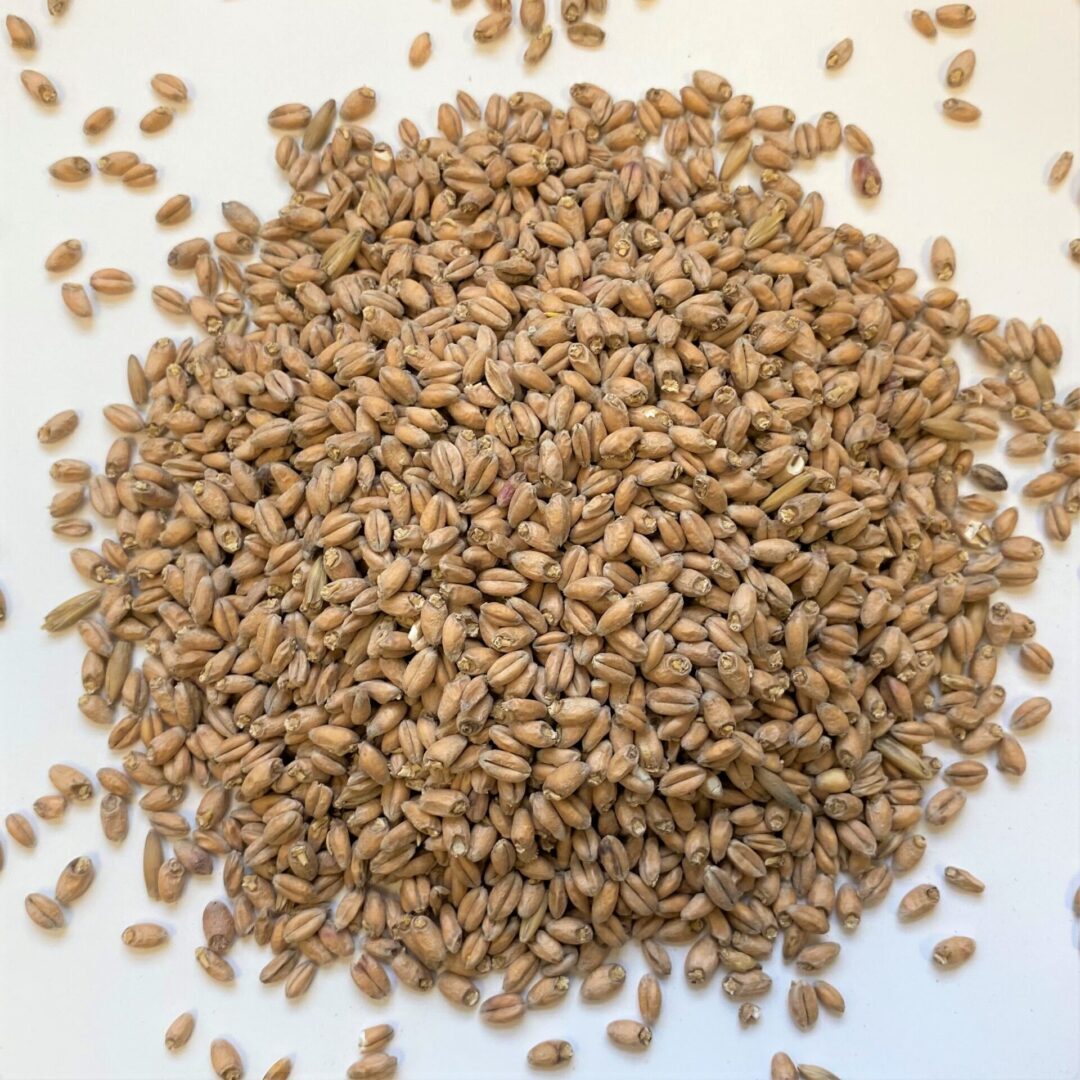 Malted-Wheat-scaled-circle